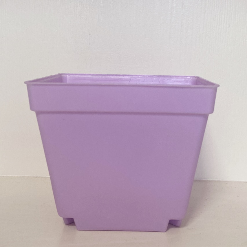 Viola
