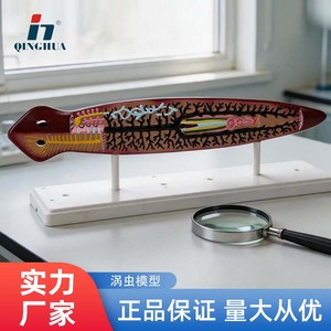 Modelo Biológico de Planaria Qinghua QH3218 para Laboratorio - Demostración, Enseñanza y Uso Estudiantil - Product Image 4