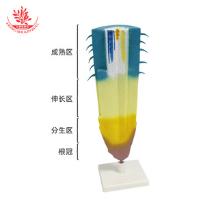 Modèle de section longitudinale de racine pour la recherche en anatomie des racines végétales, section longitudinale de la pointe de la racine de maïs, biologie du collège - Product Image 1