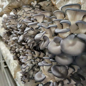 Système hydroponique de culture de champignons en conteneur avec structure en acier, faible coût, stable, pour la <span class=keywords><strong>production</strong></span> alimentaire agricole - Product Image 2