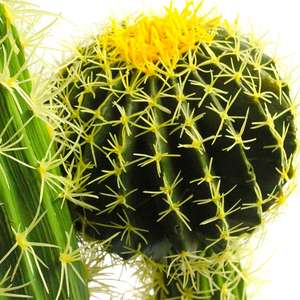 Planta Artificial Blanca <span class=keywords><strong>de</strong></span> Alta Calidad, Flores Artificiales en Maceta Personalizadas, Fabricante <span class=keywords><strong>de</strong></span> Artículos Casi Naturales, Cactus Artificial - Product Image 5