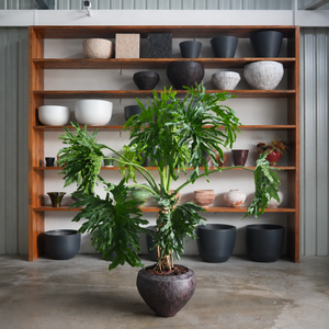 Grande plante verte combinée, feuillage en écailles de dragon et plumes de printemps, style ancien, pour intérieur, à poser au sol - Product Image 4