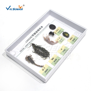 Collection d'échantillons d'<span class=keywords><strong>arthropodes</strong></span>, modèle anatomique pédagogique d'<span class=keywords><strong>insectes</strong></span> et d'<span class=keywords><strong>arthropodes</strong></span> en PVC pour les écoles de médecine - Product Image 4