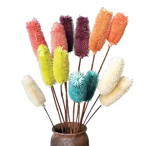 Hot selling dried flowers dipsacus sativus for decorative flowers