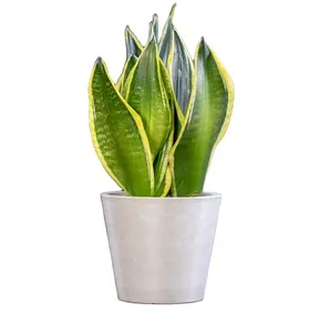 All Size Keramiek Uitziende Nieuw Item Indoor Plastic Bloempot Tuin Ronde Middelste Grootte Self Watering Plant Pot