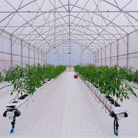 Serre de tunnel à faible coût Cadre en acier galvanisé Serre agricole à film PE à portée unique pour plant de tomate