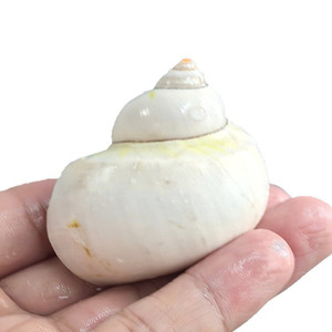 प्राकृतिक पॉलिश शंख के गोले सफेद तेल फल घोंघने घरेलू सजावट के लिए स्कॉप्स मछली प्रतिस्थापन - Product Image 2