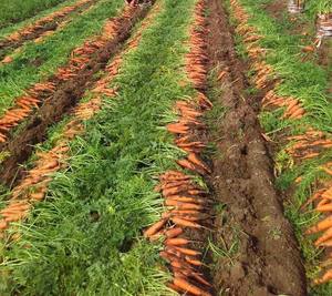 Carotte fraîche <span class=keywords><strong>de</strong></span> nouvelle <span class=keywords><strong>saison</strong></span> à bas prix Carotte fraîche 4kg 10kg Carton Pack Export Fabricant chinois <span class=keywords><strong>de</strong></span> carottes aux <span class=keywords><strong>fruits</strong></span> rouges - Product Image 5