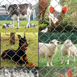 Giá bán buôn hàng rào dây mạ kẽm 50*50 mét lỗ kích thước Chuỗi liên kết lưới cho trang trại Chuỗi liên kết hàng rào - Product Image 1