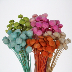 Botón de flor preservada poco seca Natural pura Flor de crisantemo decorativo Mini Margarita botón flor para decoración del hogar - Product Image 6