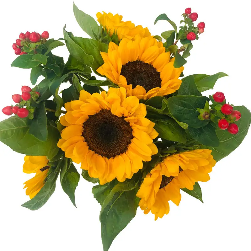 Natural fresh cut decorative flower sunflower Fresh cut flower