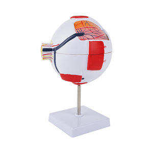 Aist Optics TB-01 6X Magnified Human Eye Anatomy <b>Model</b> 7 Parts Dissectible <b>Medical</b> Educational Teaching Display Tool - Product Image 4