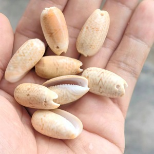 Piccola torre verde lumaca fori di conchiglia lucidati naturali fai da te carillon del vento accessori asili nido materiali colorati Seastar - Product Image 5