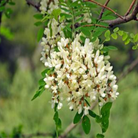 Extrait de Sophora japonica de qualité alimentaire GMP Xin Sheng, 100 % naturel, quercétine, sophoricoside, emballé sous vide
