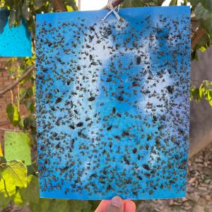 Pièges à insectes collants jaunes double face découpables, pour pucerons, thrips, moucherons, idéaux pour les plantes de jardin, serres et balcons - Product Image 2