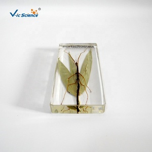 Espécimen incrustado de animales, resina de insectos, espécimen de palo de bambú - Product Image 5