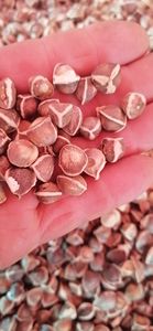 1 كيلوجرام من بذور المورينجا أوليفيرا الخام المجففة بالهواء من المحاصيل الجديدة - Product Image 5