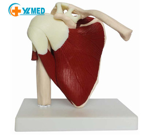 Mô Hình Khớp Vai Người Với Cơ Kích Cỡ Khớp Vai Người Với Cơ Và Dây Chằng Mô Hình Giải Phẫu - Product Image 1