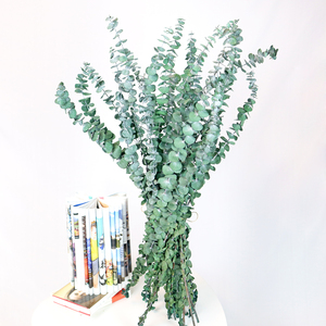 Foglie di eucalipto essiccate steli ramo conservato fiori secchi freschi piante eucalipto conservato per la composizione di fiori secchi - Product Image 2