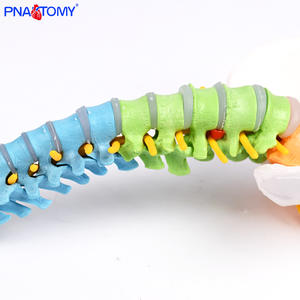 Modèle anatomique de colonne vertébrale flexible colorée de 50 cm, os du bassin, fémur, <span class=keywords><strong>squelette</strong></span> humain, outil d'enseignement médical, vertèbres <span class=keywords><strong>cervicales</strong></span> - Product Image 6