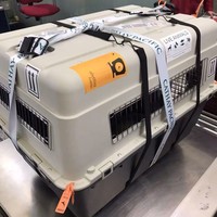 3XL Boîte de transport pour chien en plastique approuvée par l'IATA Cage pour animaux de compagnie en PC avec cage de voyage pour transport aérien