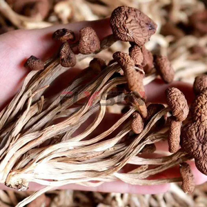 Horno de Secado de Hongos Shiitake con Bomba de Calor Eléctrica Automática de Ahorro de Energía SUS316L - Product Image 5