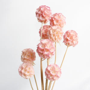Flores secas de alta calidad y planes molino de viento fruta combretocarpus <span class=keywords><strong>Scabiosa</strong></span> seca conservada para la decoración del hogar de la boda - Product Image 5