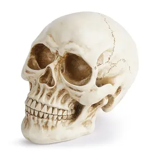 Huaqi SKB04 resin skull Halloween calavera horrible lifelike skull for party decoration Resin ornaments school supplies