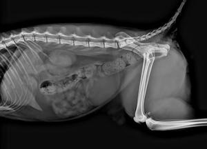 Détecteur de rayons X numérique filaire EURVET Veterinary Iray DR 1717XV pouces avec logiciel pour usage clinique - Product Image 3