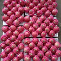 Fruits de pomme Huaniu rouge chinois Pommes Fuji rouges douces Fruits de pomme rouge frais