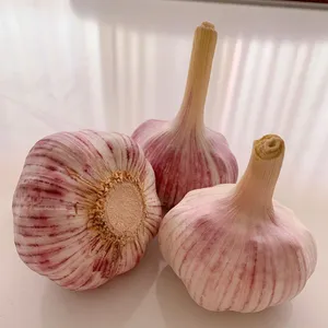 Geschälte frische Knoblauch zehen/Knoblauch importeure in den USA