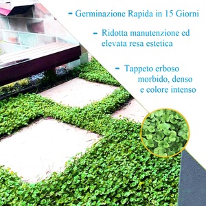 Semillas de Césped Dichondra Repens 250g Cobertura 16.5m Fácil Siembra Verde Intenso Bajo Mantenimiento - Product Image 2