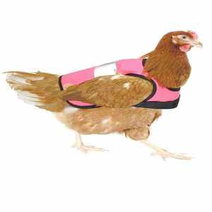 2023 <span class=keywords><strong>harnais</strong></span> de poulet réfléchissant réglable gilet de <span class=keywords><strong>poule</strong></span> confortable <span class=keywords><strong>harnais</strong></span> d'entraînement et laisse canard oie <span class=keywords><strong>poule</strong></span> petits animaux <span class=keywords><strong>harnais</strong></span> - Product Image 2