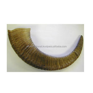 Bocina de oveja Natural, producto en oferta, tamaño pequeño y buen producto en venta - Product Image 3