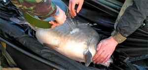 Nouvelle Conception Berceau à Carpes Pliable Compact pour la Pêche, Berceau Portable pour la Capture, la Libération et le Pesage des Carpes, pour l'Entretien des Poissons - Product Image 5