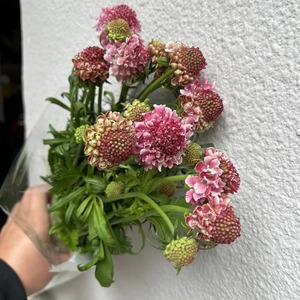 Flores Epteryceps Sundae <span class=keywords><strong>de</strong></span> Yunnan Kunming, Cabello Liso, Recién Cortadas, en Maceta Azul, Ramo <span class=keywords><strong>de</strong></span> Alta Gama, Modelo Hierba del <span class=keywords><strong>Gusano</strong></span> <span class=keywords><strong>de</strong></span> Pino - Product Image 3