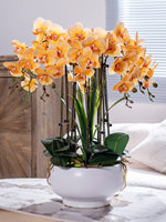 Grande Composition d'Orchidées Phalaenopsis Artificielles 3D Réalistes Rose et Violet à Tiges Multiples, Pot en Céramique Blanc, Idéal pour Remise de Diplôme et Pâques