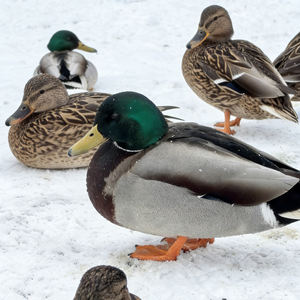 Zwevende Mallard Eend Lokvogel Kunststof Gesimuleerde Gevlokte Eend voor Buitenjacht & Tuin Zwembad Erf Meer Decoratie - Product Image 6