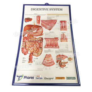 Tableau d'affiches anatomiques médicales en relief 3D en plastique/<span class=keywords><strong>pvc</strong></span> avec impression personnalisée - Product Image 2