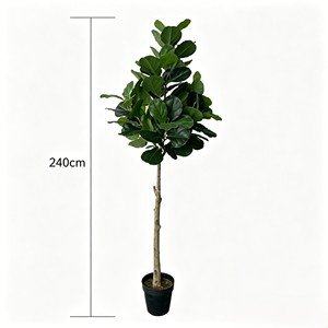 240cm Tall Fiddle-leaf fig – Eco-Friendly Plant for Wedding & Event Decoration - Product Image 1