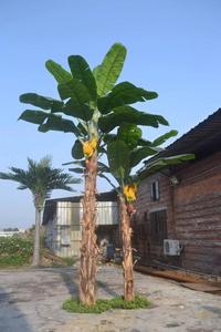 Banane artificielle Anti-uv personnalisé de haute qualité, <span class=keywords><strong>arbre</strong></span> fruit en bananier, décoration intérieure - Product Image 2