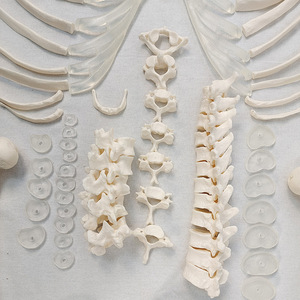 Modèle de squelette humain détachable en taille réelle, structure complète du corps, modèle pédagogique de crâne et de vertèbres, marqueurs osseux offerts - Product Image 2