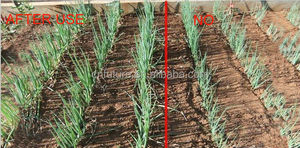 سماد عشب البحر الطبيعي بنسبة 100% مستخلص من عقد الأسكوفيلوم - Product Image 5