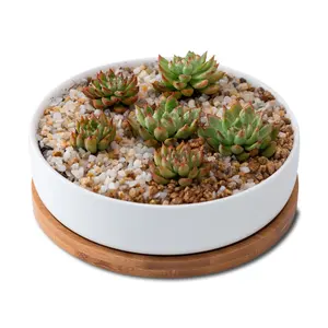 Moderne Tuin Decoratieve Bloem Houder Witte Keramische Ronde Sappige Cactus Planter Pot Met Drainage Bamboe Lade