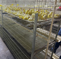 Cage à poulets de type H à 3/4 niveaux, 2 portes, pour 120 à 320 poussins, à bas prix, pour l'élevage avicole