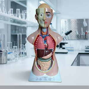 Modèle d'anatomie humaine MAYALAB, torse en silicone médical avec organes internes pour l'enseignement scientifique MBT34 - Product Image 2