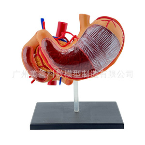 Modelo de estómago 4D, modelo de anatomía del estómago, modelo de ensamblaje, modelo de anatomía humana, modelo educativo, modelo de órgano - Product Image 1