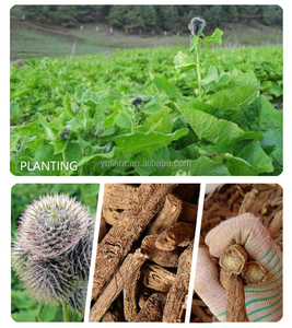 Venda quente <span class=keywords><strong>Saussurea</strong></span> <span class=keywords><strong>Costus</strong></span> <span class=keywords><strong>Lappa</strong></span> <span class=keywords><strong>Root</strong></span> PowderWholesale Especiarias 100% Puro Chinês Natural <span class=keywords><strong>Costus</strong></span> <span class=keywords><strong>Root</strong></span> Pó - Product Image 3