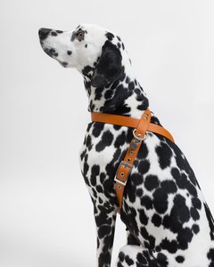 <span class=keywords><strong>2026</strong></span>年新作 カラフル防水カスタムペットハーネス 高級犬用リードセット PVC製犬用ハーネス - Product Image 2