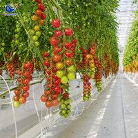 Système de culture verticale pour tomates avec cadre en acier pré-enduit et système automatisé, commercial, pour horticulture intensive